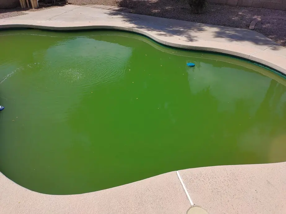 A backyard pool gone swamp green, the kind of water a Green to Clean recovery starts from